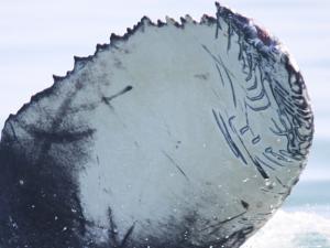 Scars help reveal whale migration routes