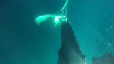 Rescuers free entangled whale near Point Pinos
