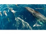 Dolphins surf with humpback whale off Dana Point