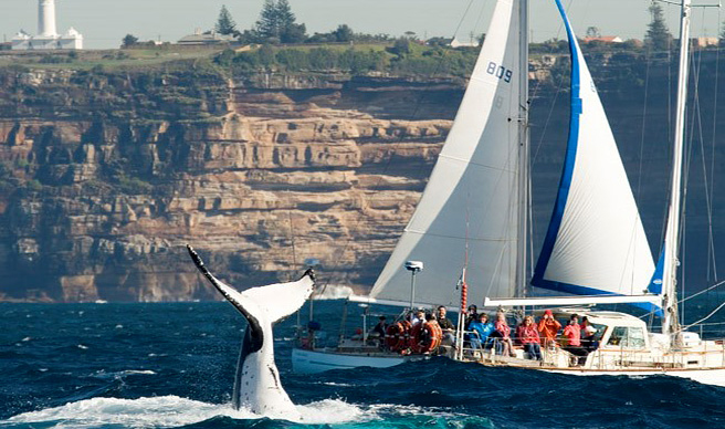 Whale photography tricks of the trade