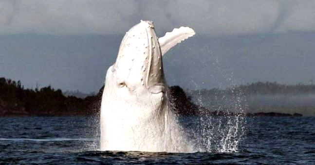 White Humpback Whale has been spotted