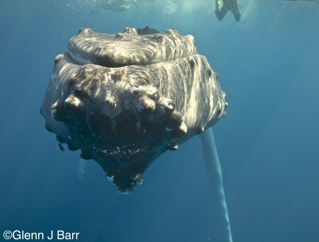 Dreadnaught by Glenn J. Barr