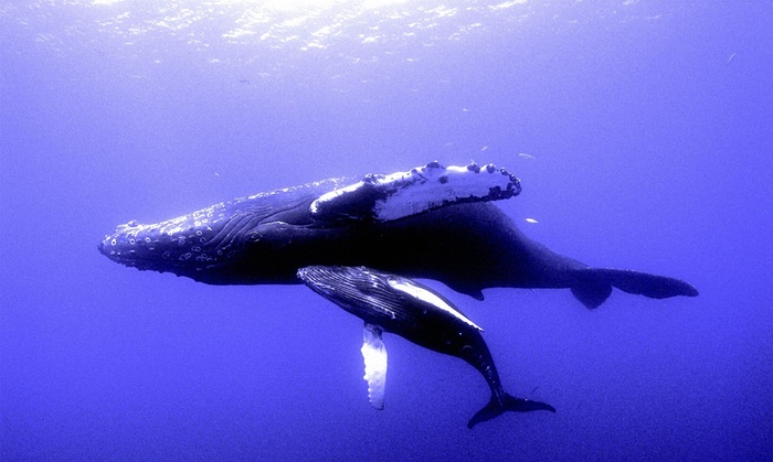 Mystery absence of humpback whales