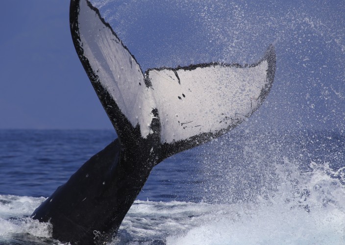 Humpback Whale Tail Slap