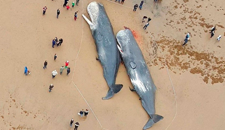 13 Sperm Whales Found Dead with Stomachs Full of Plastic Trash